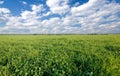 Green clover field