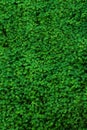 Green clover field