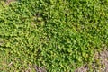 Green clover flat background Royalty Free Stock Photo