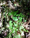 Green clover on the forest floor sun shining through the threes Royalty Free Stock Photo