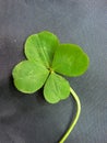 Green clover with four leaves Royalty Free Stock Photo