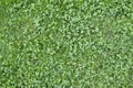 Green clover grass texture view from above. Royalty Free Stock Photo