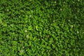 Green clover lawn texture background Royalty Free Stock Photo