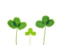 Green clover leaf Royalty Free Stock Photo