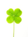 Green clover leaf Royalty Free Stock Photo