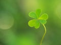 Green clover leaf on green background. Saint Patrick`s Day. Means hope, faith, love and luck Royalty Free Stock Photo