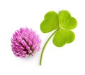 Green clover leaf and flower isolated Royalty Free Stock Photo