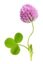 Green clover leaf and flower isolated Royalty Free Stock Photo