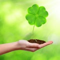 Green clover leaf Royalty Free Stock Photo