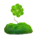 Green clover leaf isolated Royalty Free Stock Photo