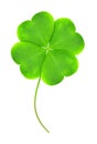 Green clover leaf Royalty Free Stock Photo