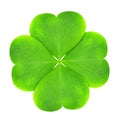 Green clover leaf Royalty Free Stock Photo