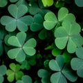 Green clover leaf isolated on white background. with three-leaved shamrocks. St. Patrick`s day holiday symbol. Royalty Free Stock Photo