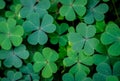 Green clover leaf isolated on white background. with three-leaved shamrocks. St. Patrick`s day holiday symbol. Royalty Free Stock Photo