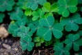 Green clover leaf isolated on white background. with three-leaved shamrocks. St. Patrick`s day holiday symbol. Royalty Free Stock Photo