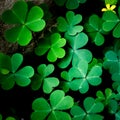 Green clover leaf isolated on white background. with three-leaved shamrocks. St. Patrick`s day holiday symbol. Royalty Free Stock Photo