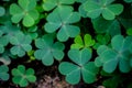 Green clover leaf isolated on white background. with three-leaved shamrocks. St. Patrick`s day holiday symbol. Royalty Free Stock Photo