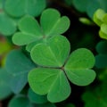 Green clover leaf isolated on white background. with three-leaved shamrocks. St. Patrick`s day holiday symbol. Royalty Free Stock Photo