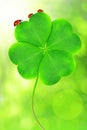 Green clover leaf Royalty Free Stock Photo