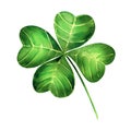 Green clover leaf on white background