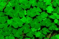 Green Clover Leafs Royalty Free Stock Photo