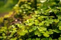 Green clover leafs in the forest Royalty Free Stock Photo