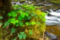 Green clover leafs in the forest Royalty Free Stock Photo