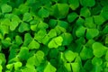 Green clover leaves background, wood sorrel plant in spring forest Royalty Free Stock Photo