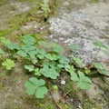 green clover leaves creeping among the moss on the worn floor