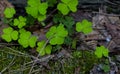 Green clover leaves in the forest close-up Royalty Free Stock Photo