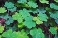 Green clover leaves in the forest close-up Royalty Free Stock Photo