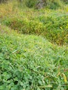 Green clover leaves and green grass in morning dew drops. Royalty Free Stock Photo