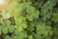 Green clover leaves heart for background nature. Royalty Free Stock Photo