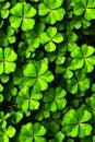 Green clover leaves illuminated by magical light. St. Patrick's day background Royalty Free Stock Photo