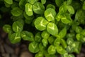 Green clover leaves in the park in the spring under the sun Royalty Free Stock Photo