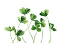 Green clover leaves. Plant stems. Detail for card, postcard, wedding invitation, greeting, pattern. Watercolour