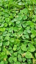 Green clover leaves in summer.