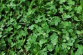 Green clover leaves texture pattern background. Irish traditional symbol. St.Patrick Day. Royalty Free Stock Photo