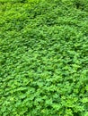 Green clover meadow, Bermuda buttercup, Oxalis pes-caprae Royalty Free Stock Photo