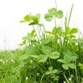 Green clover patch in spring grass isolated Royalty Free Stock Photo
