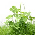 Green clover patch in spring grass isolated Royalty Free Stock Photo