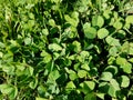 Green clover patch sunny day Royalty Free Stock Photo