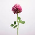 Green clover with pink flower on white isolated background. Green four-leaf clover symbol of St. Patrick\' Royalty Free Stock Photo