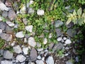 green clover plant and grass weed grow on big granite rocks background Royalty Free Stock Photo