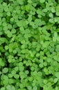 Green Clover Shamrock Background Royalty Free Stock Photo