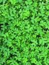 Green clover surface, Bermuda buttercup, Oxalis pes-caprae Royalty Free Stock Photo