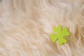 Green clover symbol on sheep's clothing