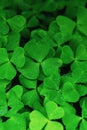 Green clover texture, shamrock background Royalty Free Stock Photo