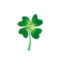 Green clover Trifolium with four leaves isolated on white background as a symbol of IReland and Saint Patrick`s day Royalty Free Stock Photo