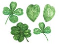 Green clover watercolor drawing illustration St. Patrick`s Day Shamrock elements leaves